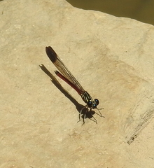 Rhinocypha pagenstecheri timorana