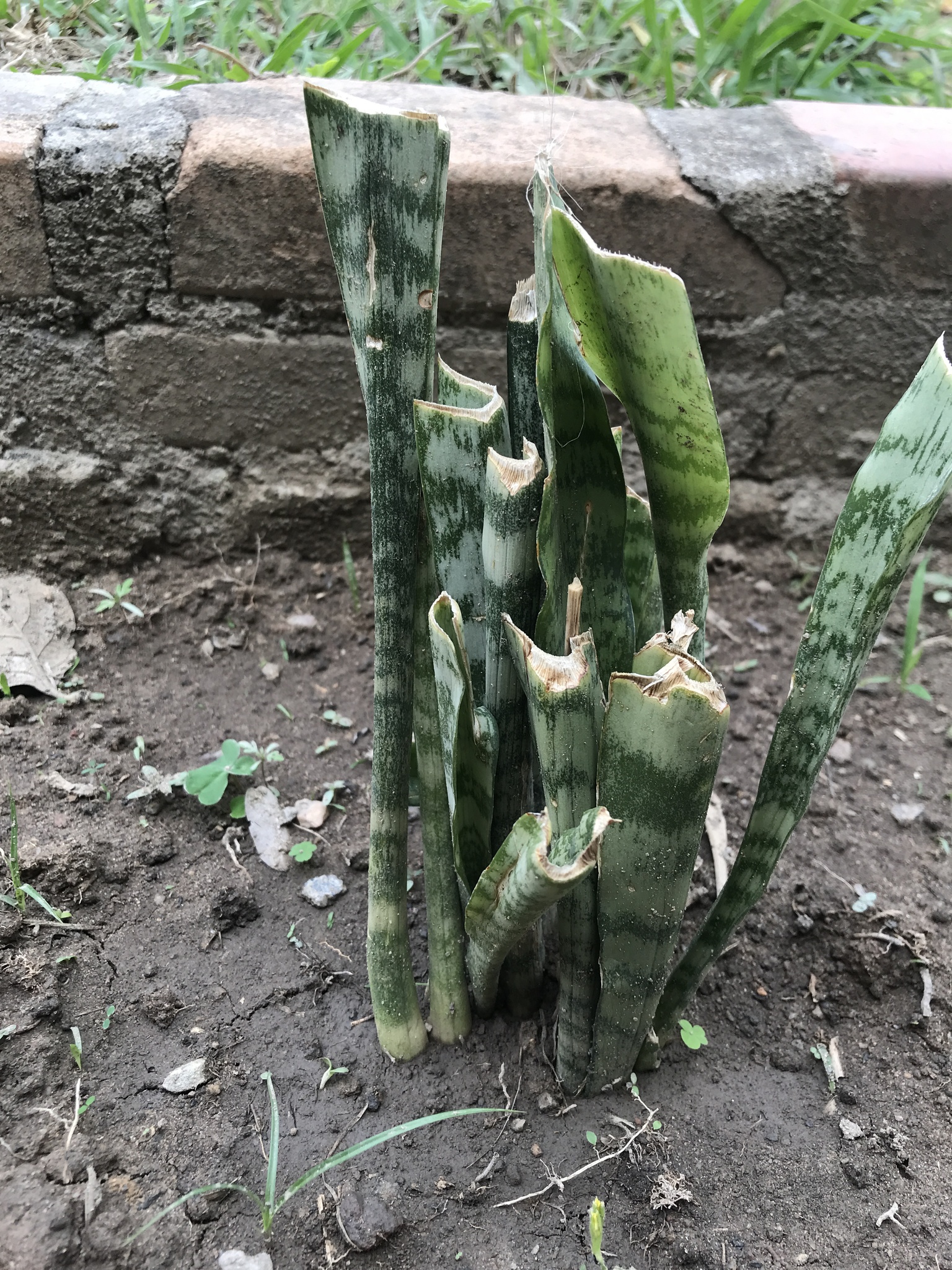 Sansevieria trifasciata