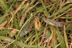 Leptotarsus vulpinus