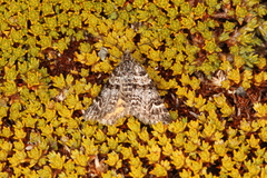 Arctesthes catapyrrha