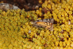 Arctesthes catapyrrha