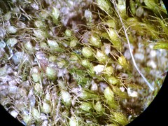 Pleuridium subulatum