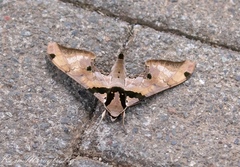 Adhemarius gannascus