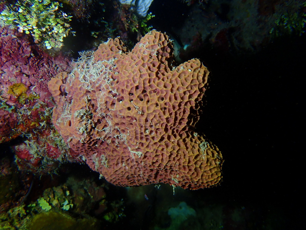 Smenospongia aurea