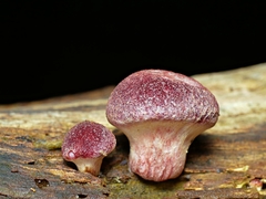 Gymnopilus dilepis