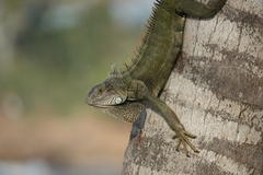 Iguana iguana