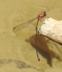 Nososticta impercepta