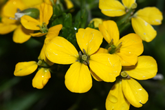 Erysimum amurense