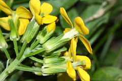 Erysimum amurense