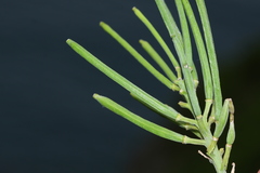 Erysimum amurense