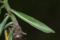 Erysimum amurense