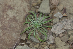 Erysimum amurense