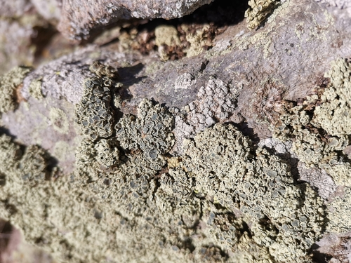 lekanora čiernooká (Rhizoplaca melanophthalma)