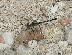 Diplacodes trivialis