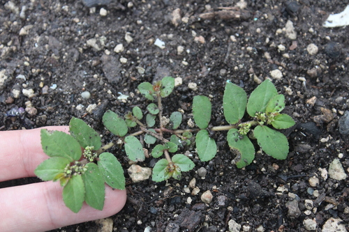 Euphorbia hirta iNat (1)