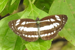 Neptis hylas