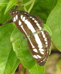 Neptis hylas