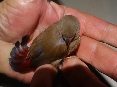 Lagonosticta senegala rendalli