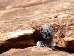 Mycena nargan