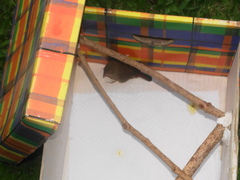 Lagonosticta senegala rendalli