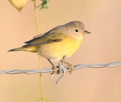 Nashville Warbler, photo 4 of 7