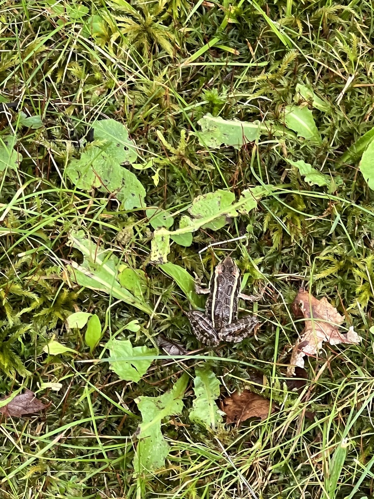 Pickerel Frog from Acadia National Park, Bar Harbor, ME, US on ...