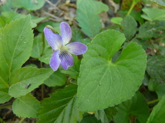 Viola missouriensis