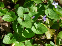 Viola missouriensis