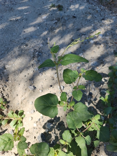 Image of Boerhavia wrightii by no rights reserved