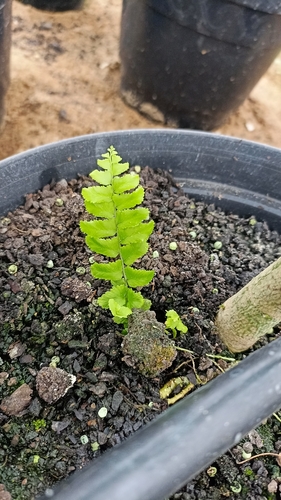 Image of Nephrolepis exaltata by (c) Gabriel Jovêncio Ribeiro, some rights reserved (CC BY)