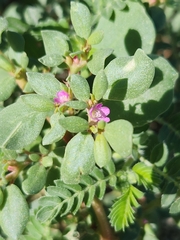 Trianthema portulacastrum
