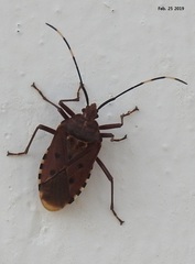 Urochela quadrinotata