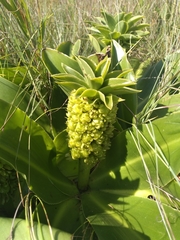 Eucomis autumnalis clavata