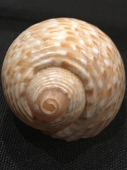 Tonna perdix