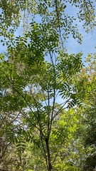 Fraxinus nigra image