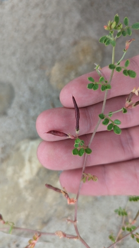 Image of Acmispon maritimus by (c) Zack Abbey, some rights reserved (CC BY)