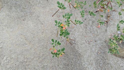 Image of Acmispon maritimus by (c) Zack Abbey, some rights reserved (CC BY)