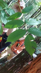 Fraxinus nigra image