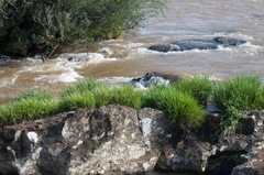 Paspalum lilloi