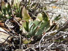 Dudleya abramsii