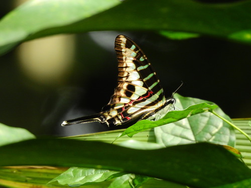 Small Striped Swordtail