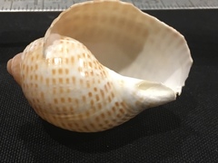 Tonna perdix