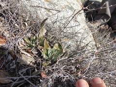 Dudleya abramsii