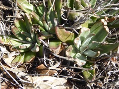 Dudleya abramsii