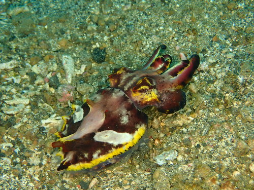 Ascarosepion pfefferi