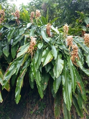 Alpinia uraiensis