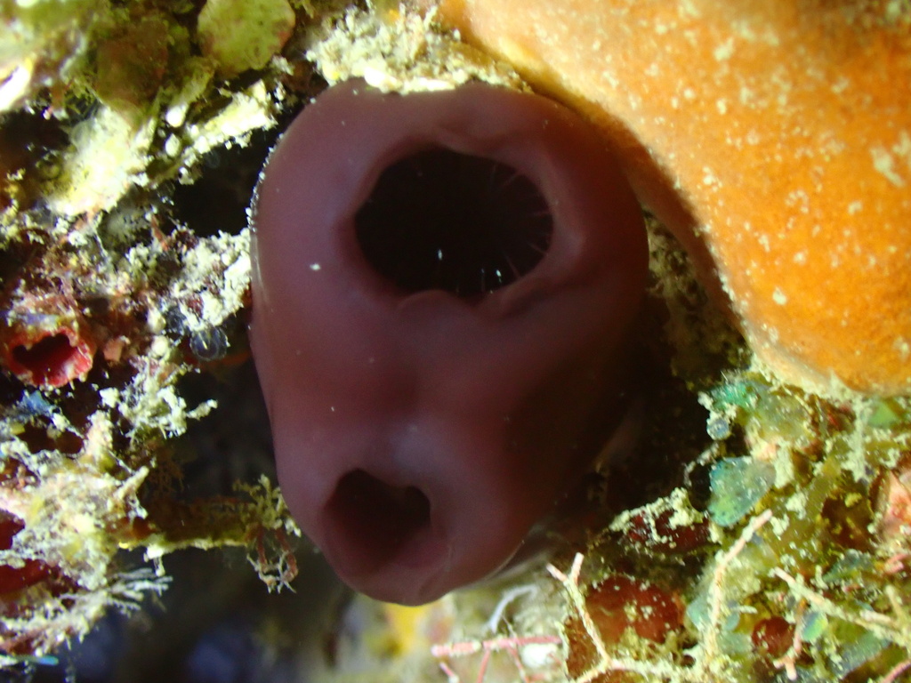 Reef Tunicate