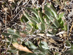 Dudleya abramsii