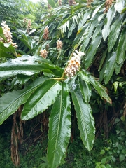 Alpinia uraiensis