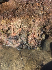 Baseodiscus delineatus